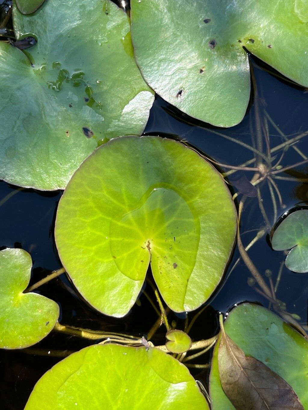 Nymphoides grayana — houseplant care guide