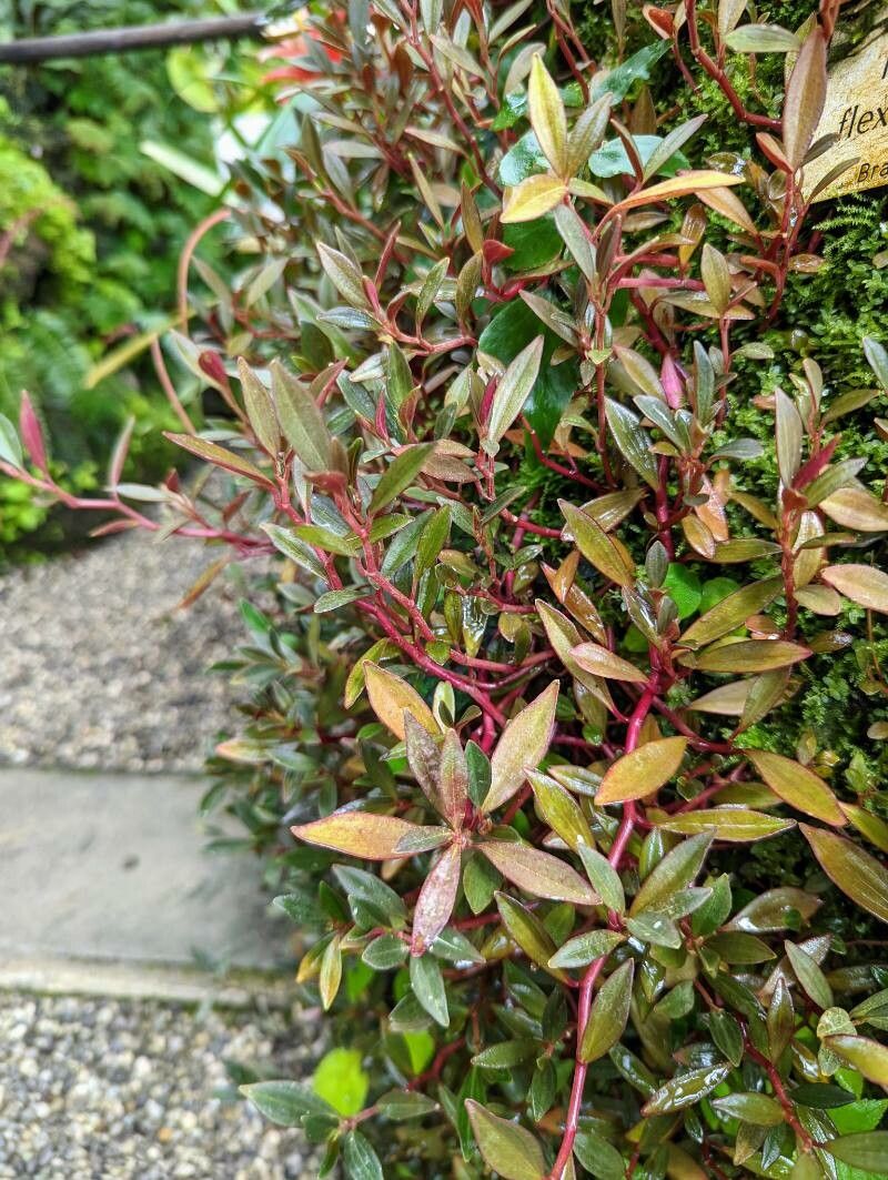 Peperomia flexicaulis habit