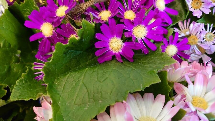 Pericallis cruenta leaf