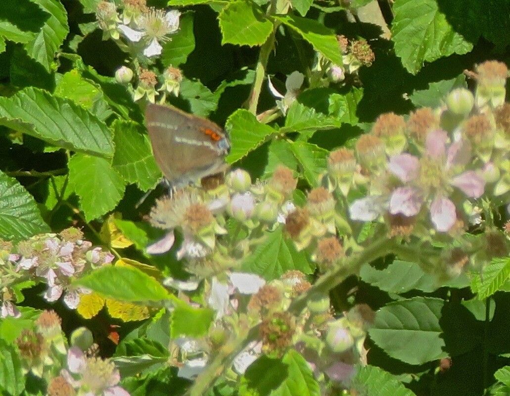 Rubus bipartitus flower