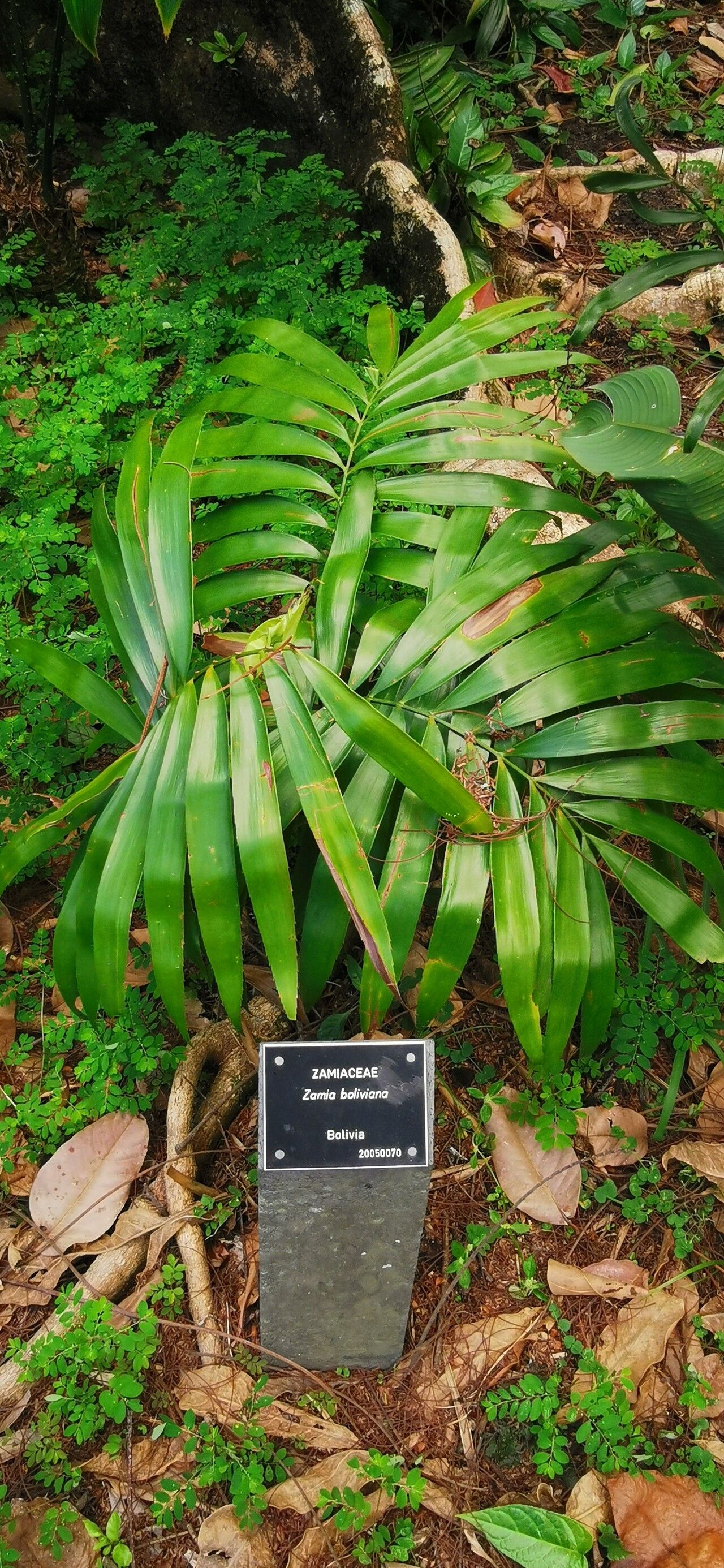 Zamia boliviana — related species from the same genus