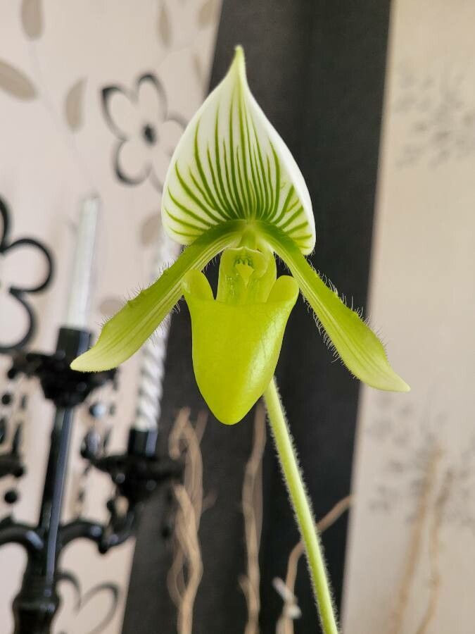 Paphiopedilum philippinense flower