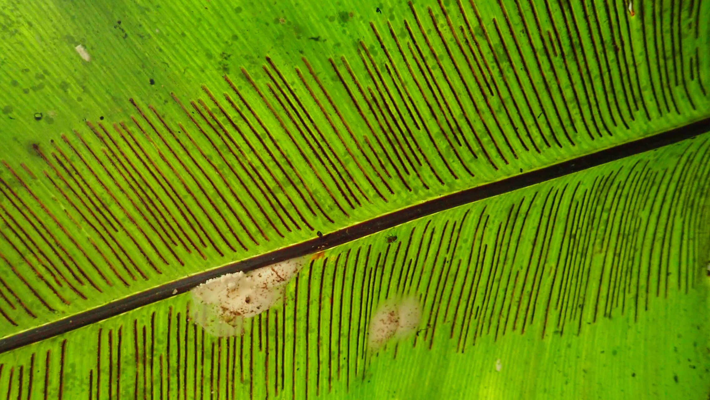 Asplenium mauritianum fruit