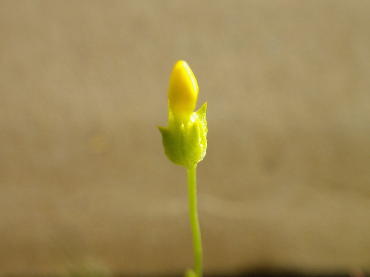 Cicendia quadrangularis — related species from the same genus