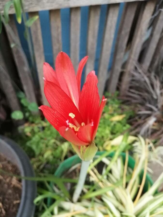 Cyrtanthus elatus flower