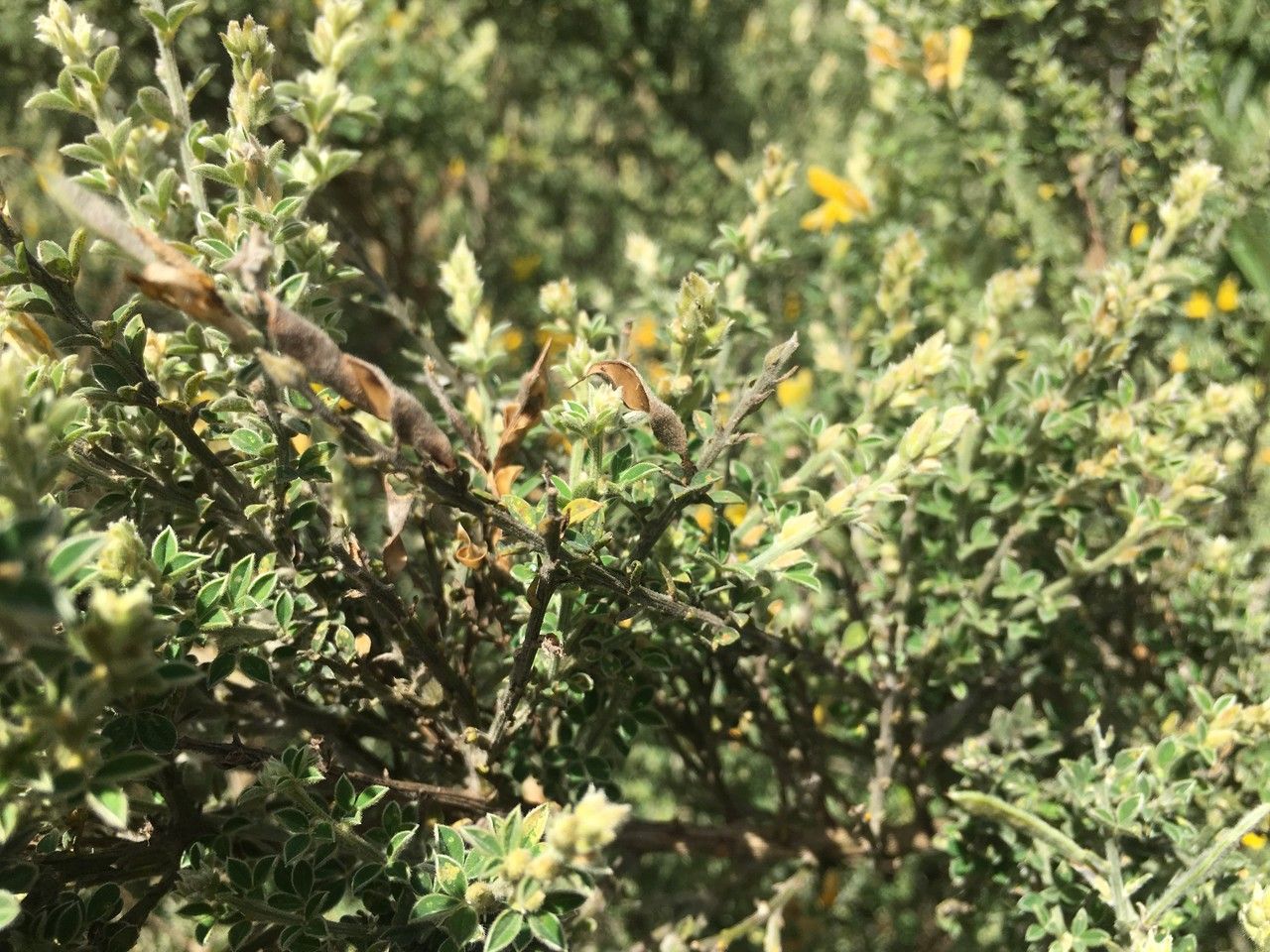 Adenocarpus foliolosus fruit