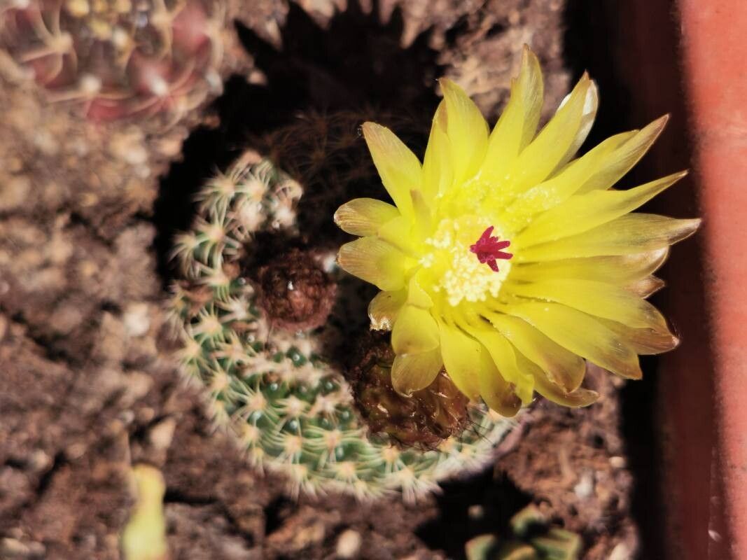 Parodia curvispina flower