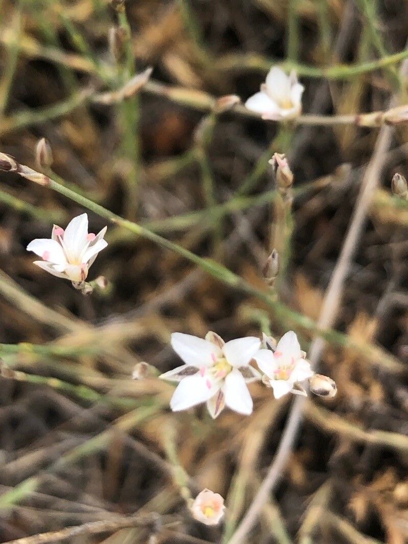 Sabulina tenuifolia flower