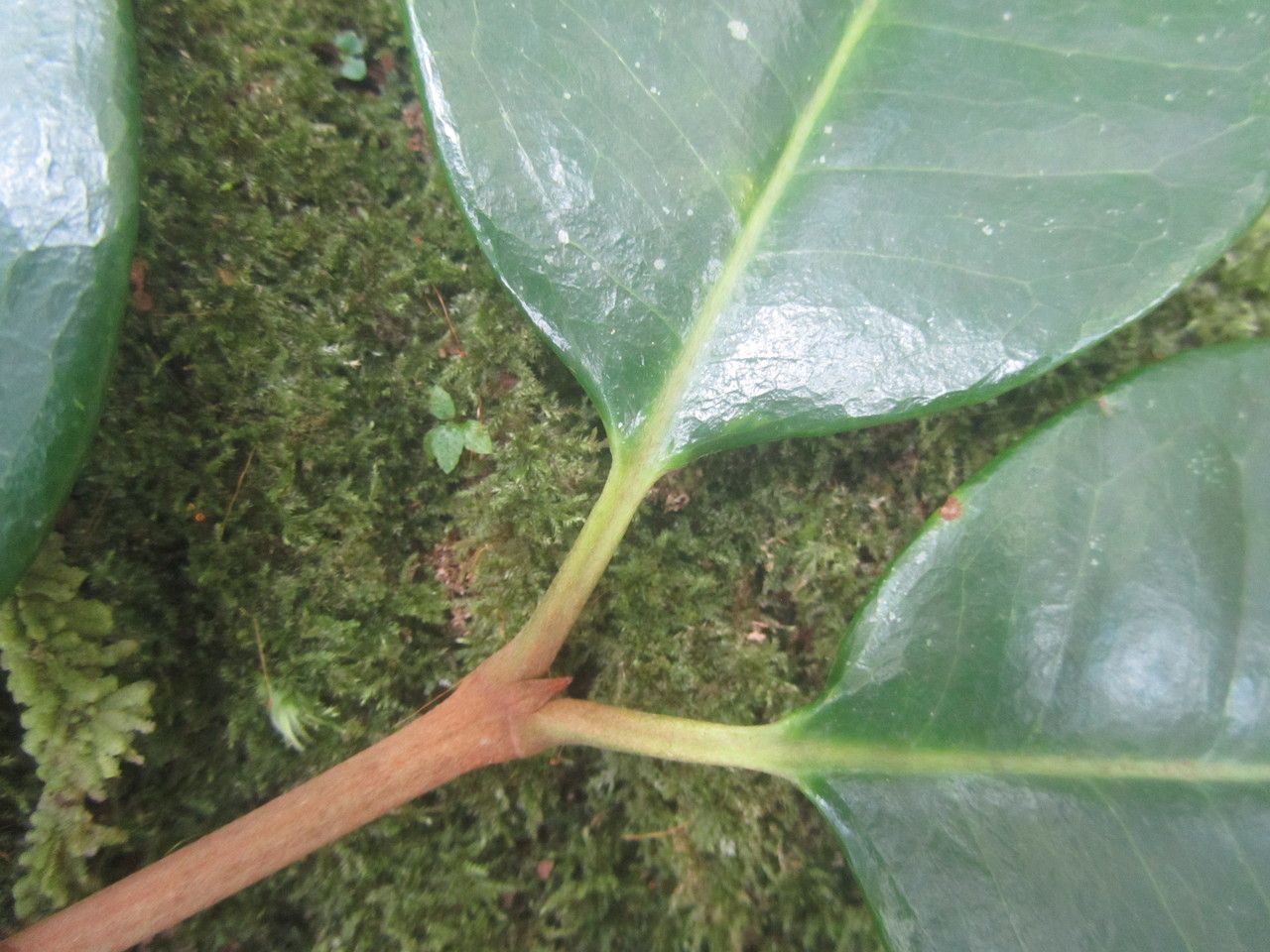 Spachea correae leaf