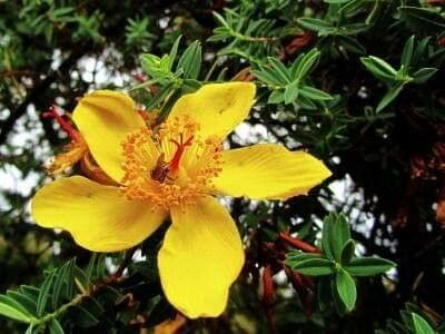 Hypericum revolutum flower