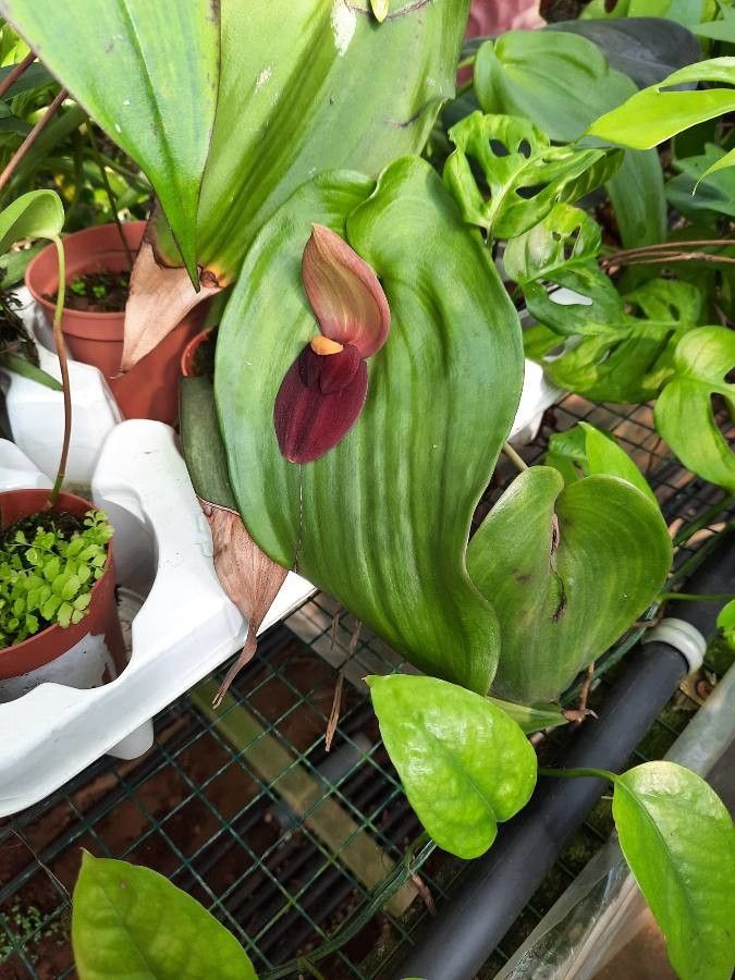 Pleurothallis gargantua flower
