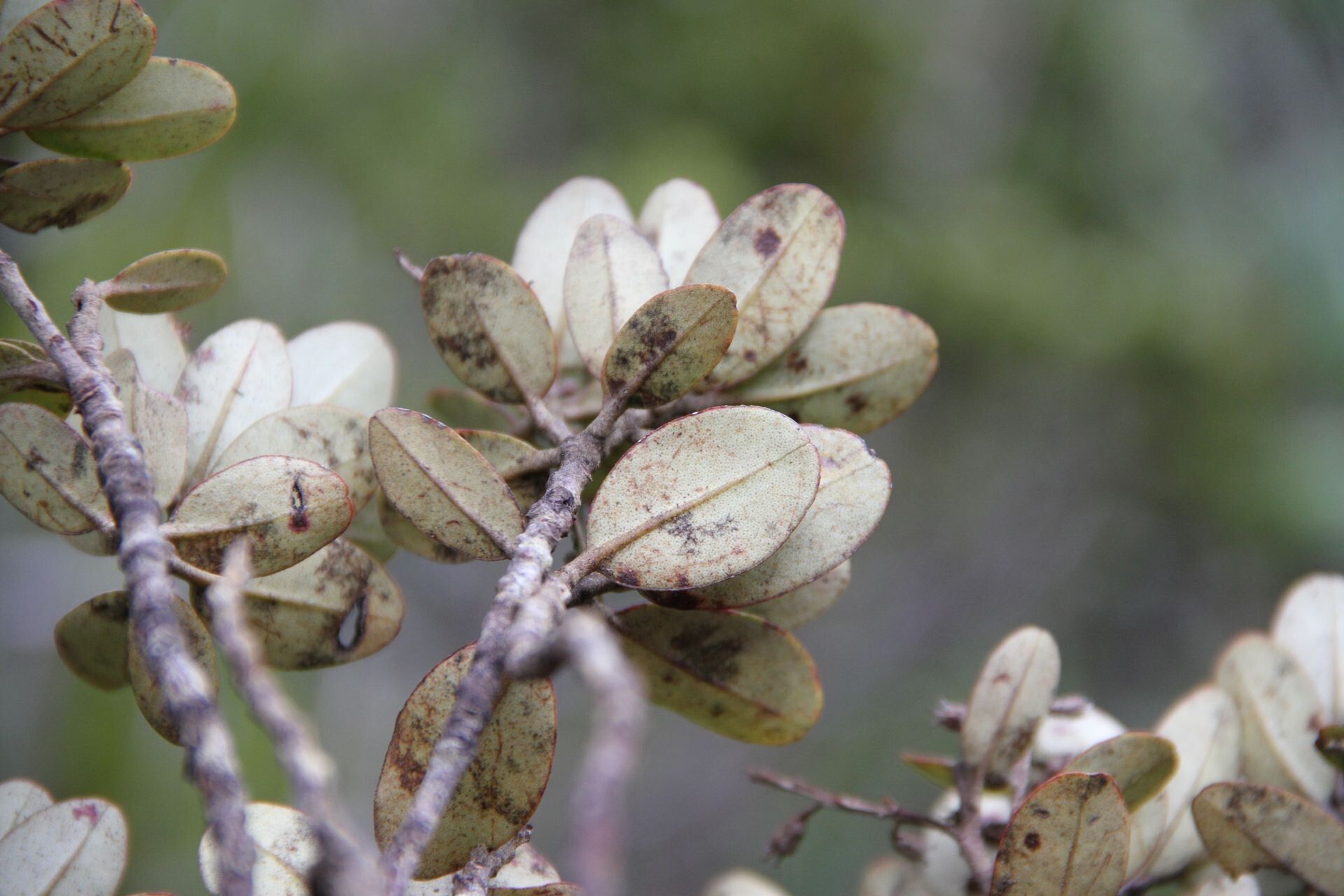 Quintinia oreophila — houseplant care guide