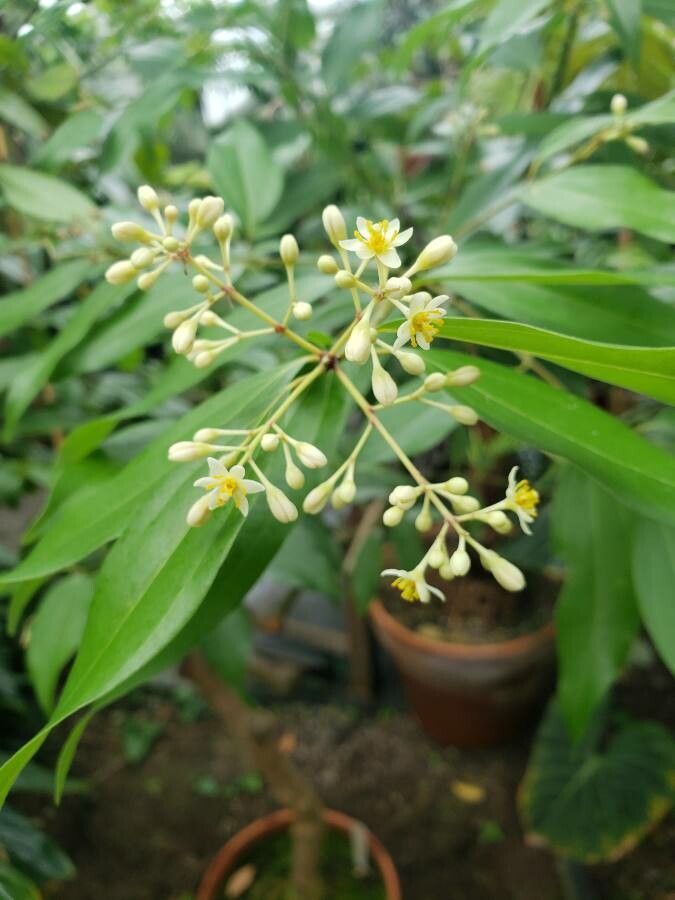 Neolitsea cassia flower