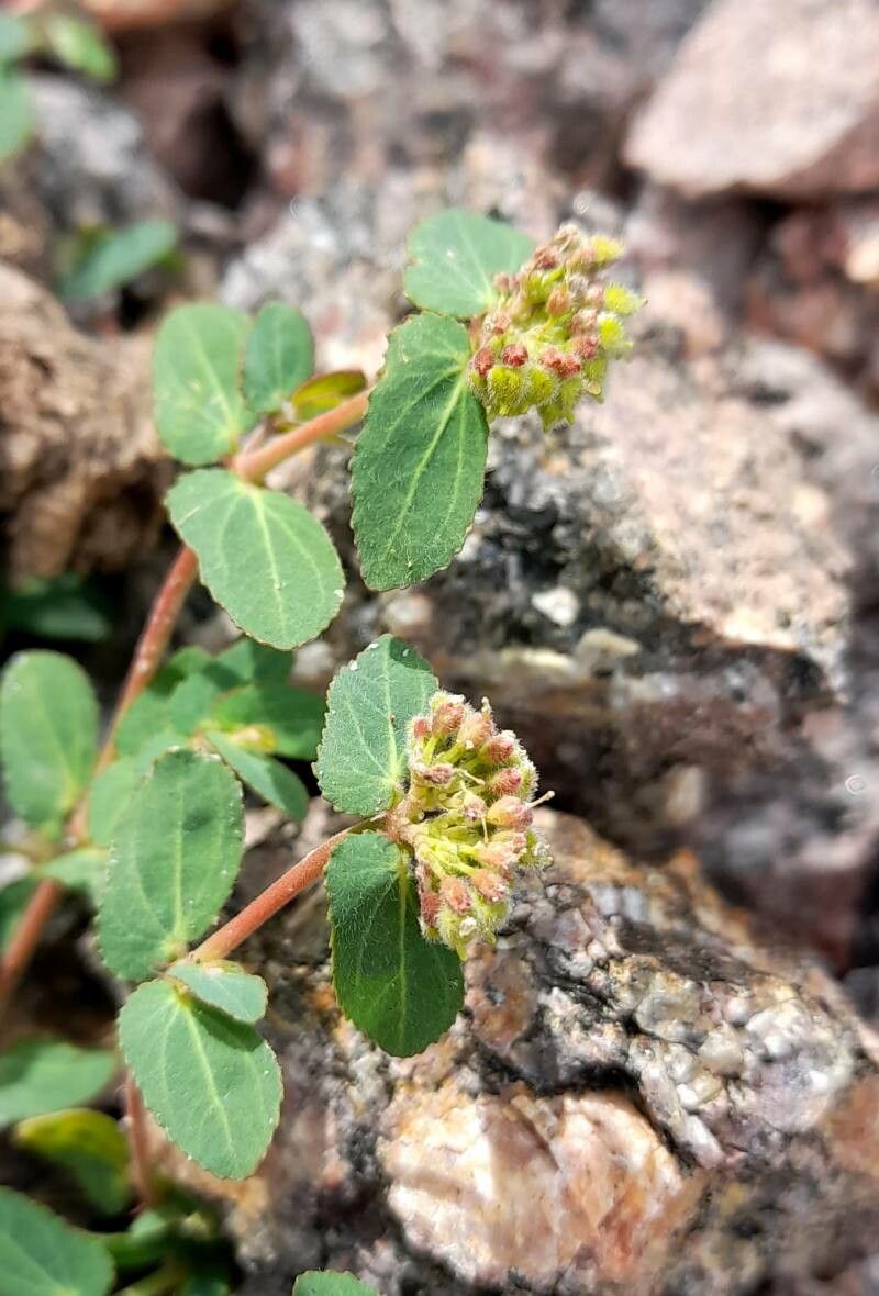 Euphorbia berteroana flower