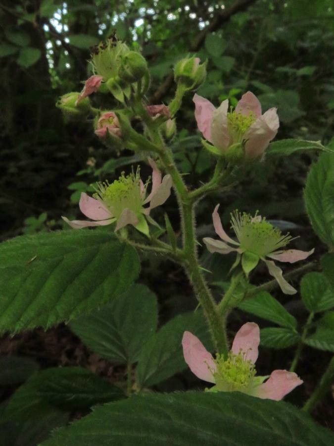 Rubus adscitus flower
