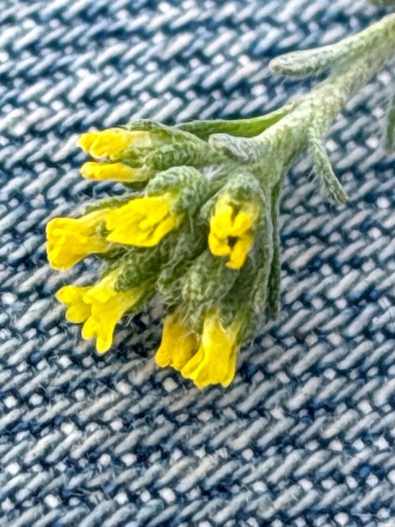 Alyssum granatense flower