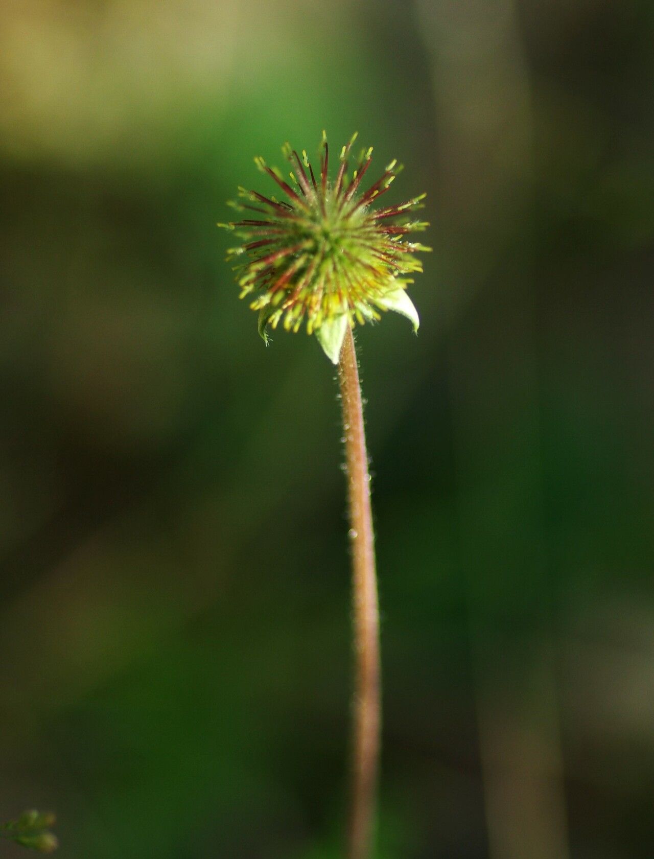 Geum hispidum fruit