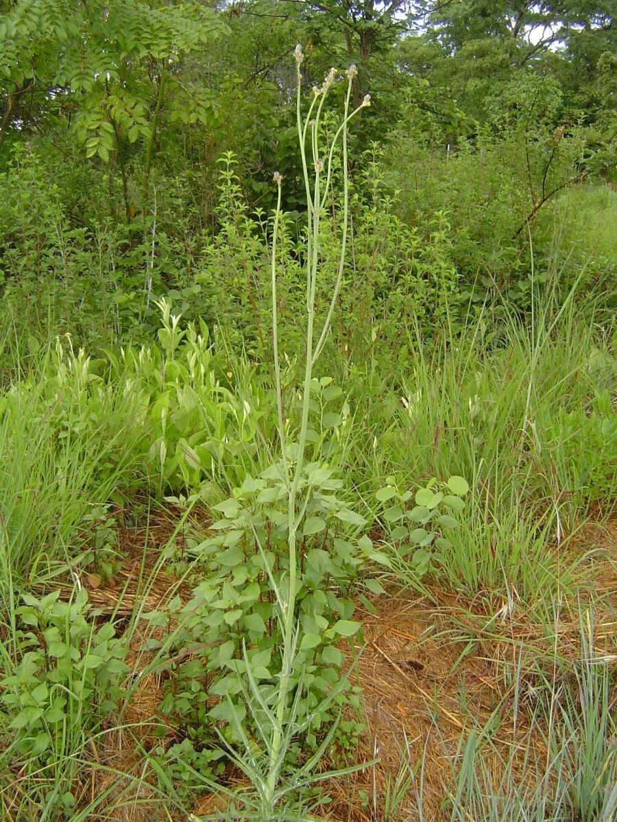 Sonchus schweinfurthii habit