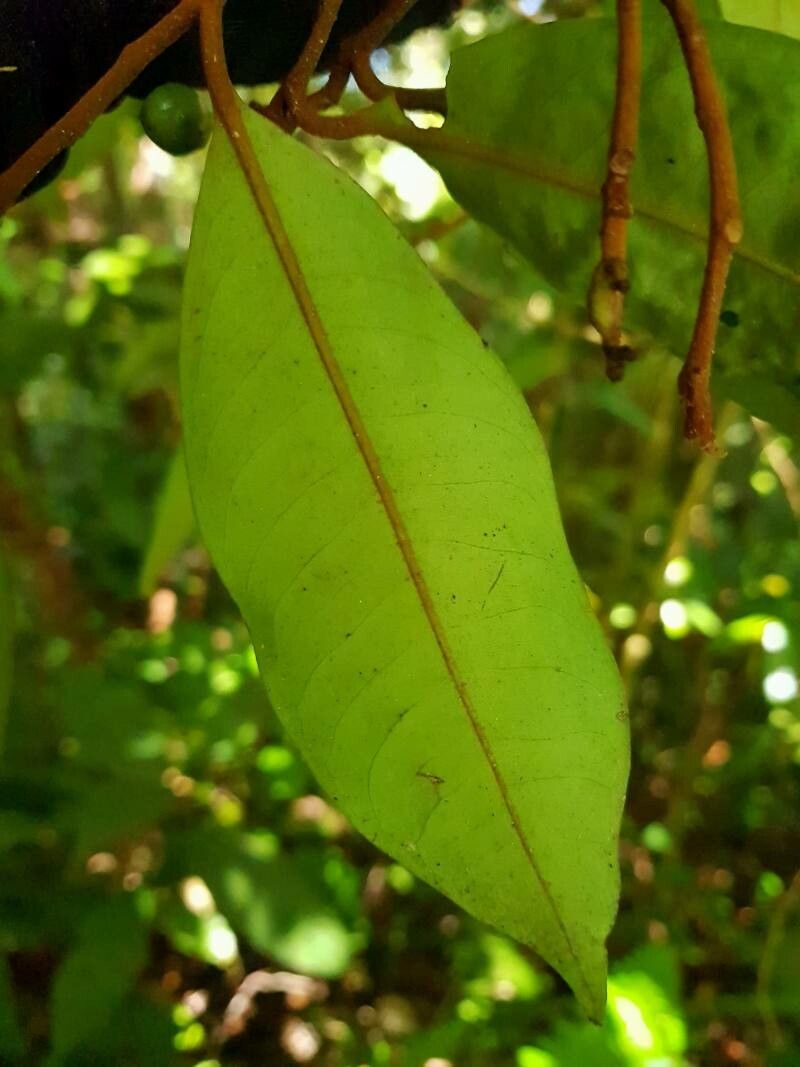 Ardisia liesneri — search result for 'Ardisia'