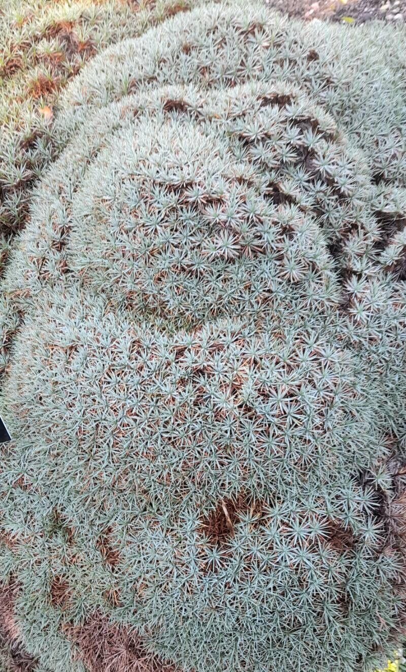 Acantholimon albanicum habit