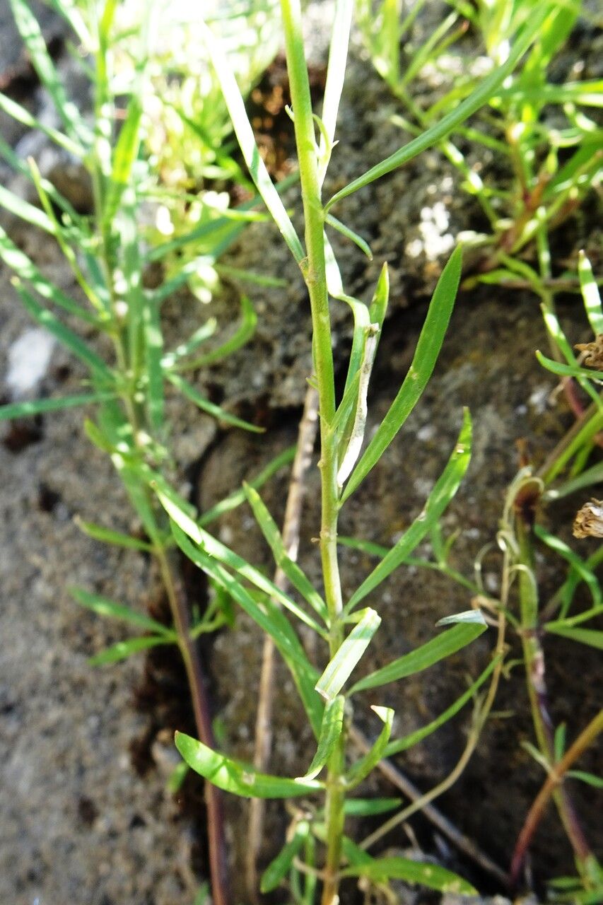Linaria repens leaf