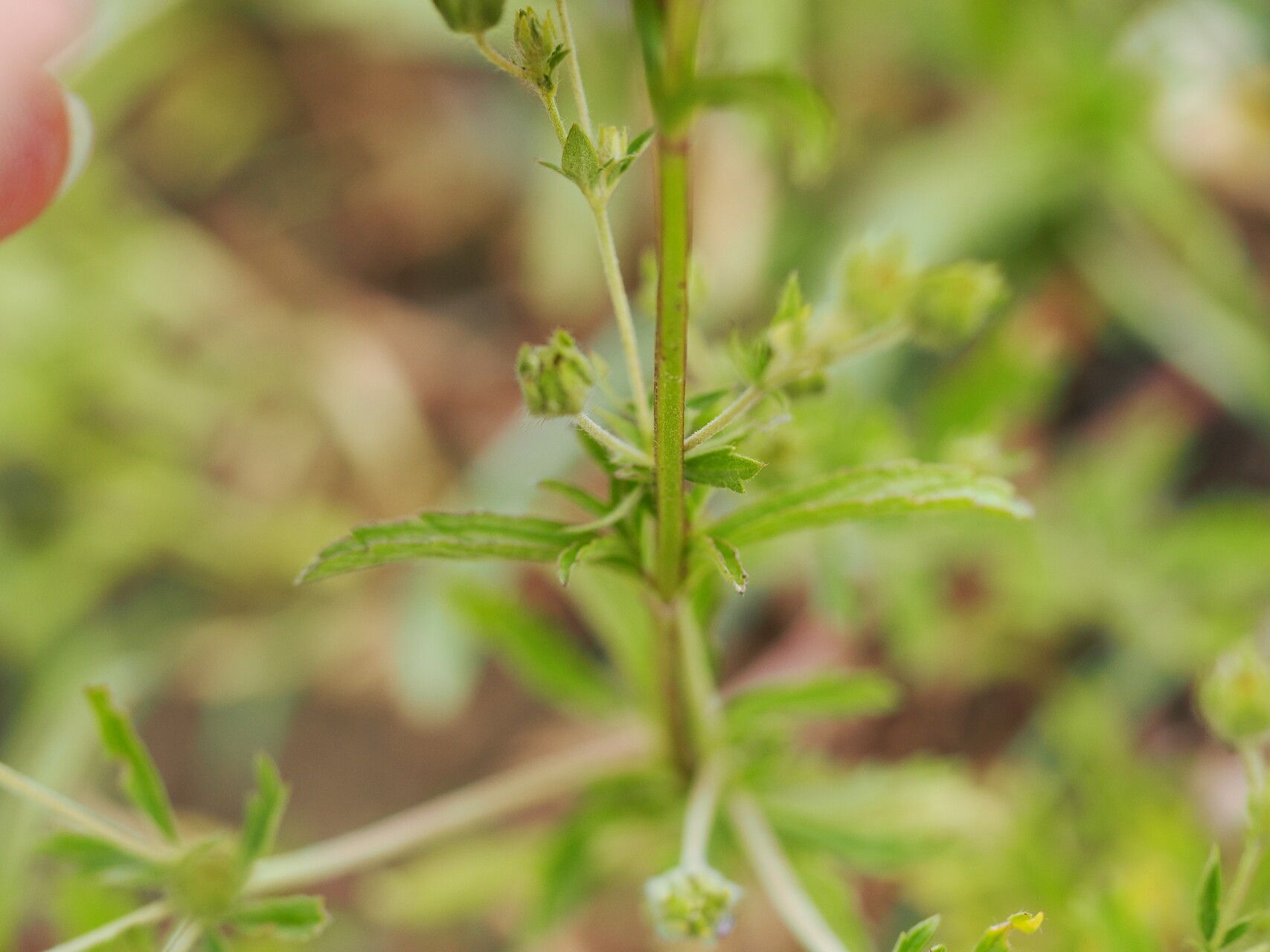 Stachys iberica — houseplant care guide