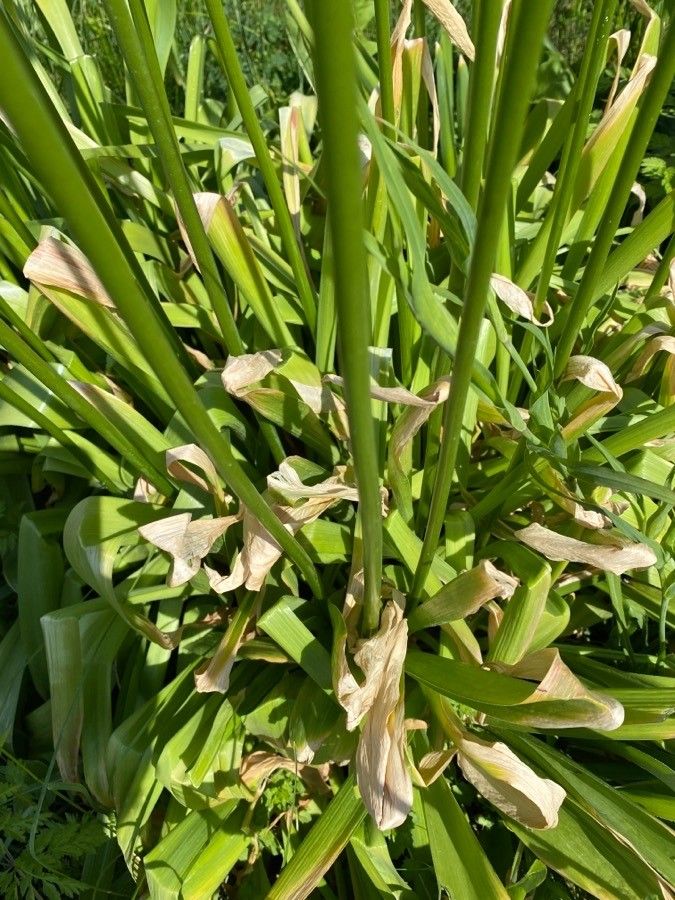 Allium validum — search result for 'Allium'