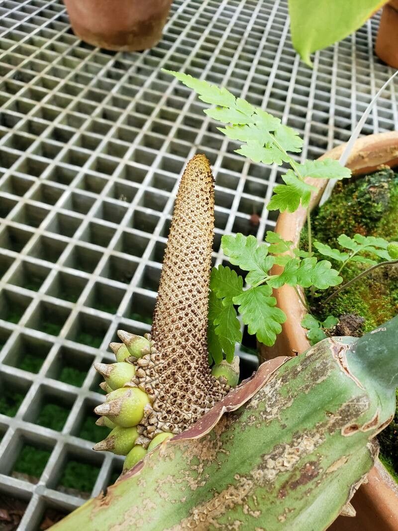 Anthurium faustomirandae flower