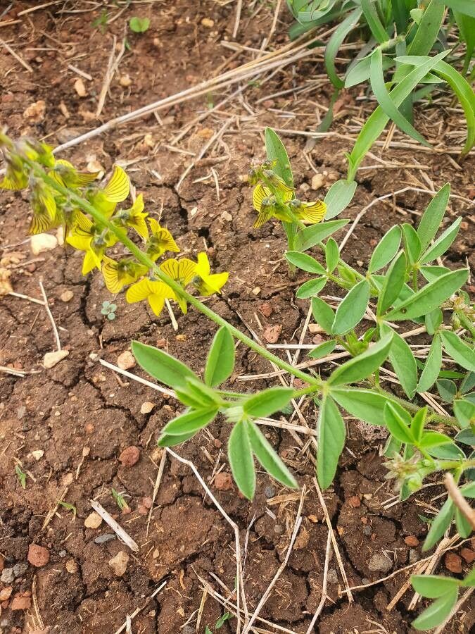 Crotalaria uguenensis — search result for 'Crotalaria'