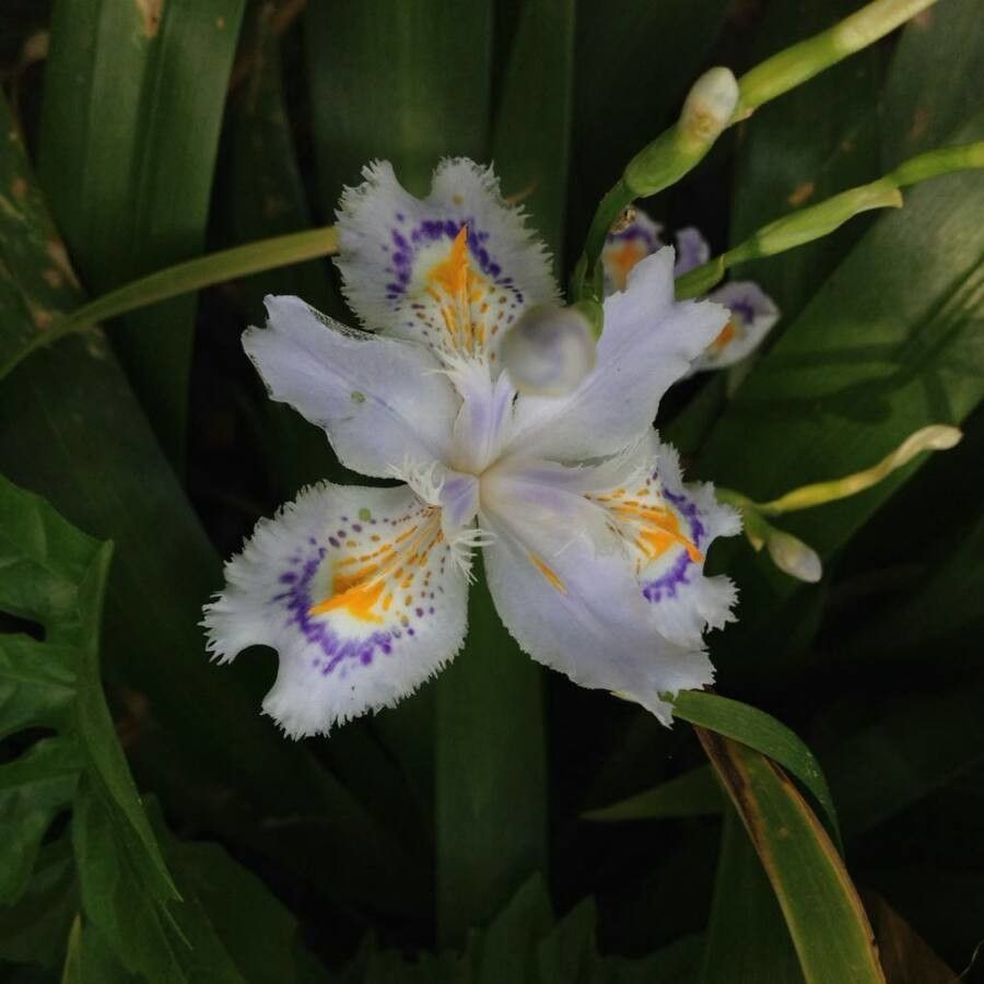 Iris ensata flower