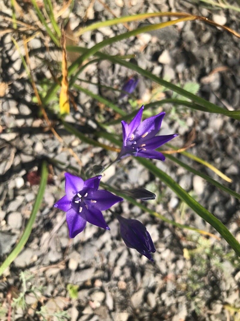 Brodiaea californica flower
