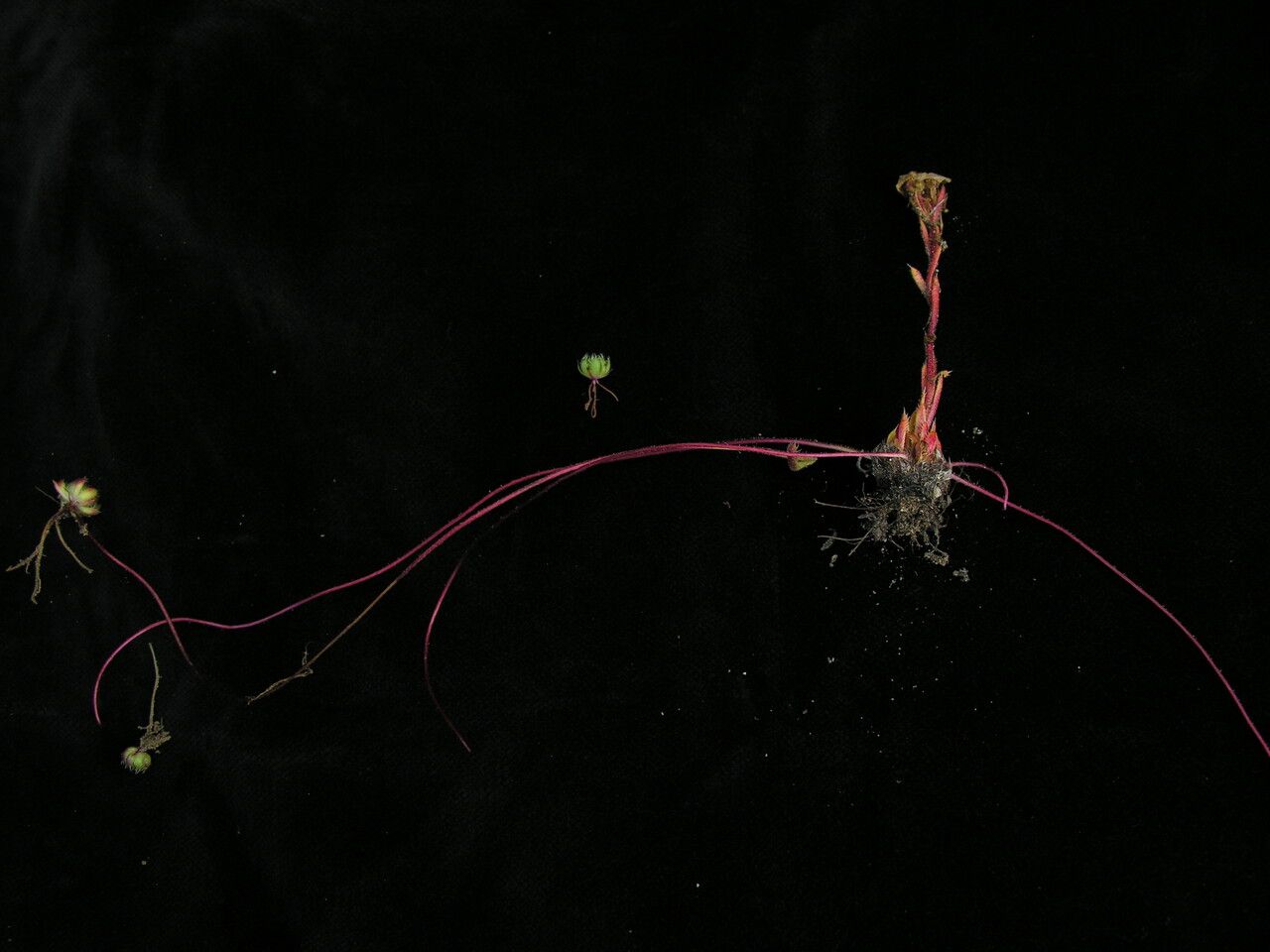 Saxifraga stenophylla habit