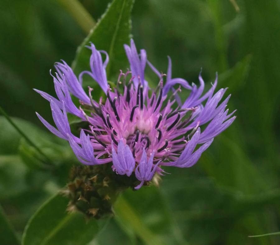 Cyanus triumfettii flower