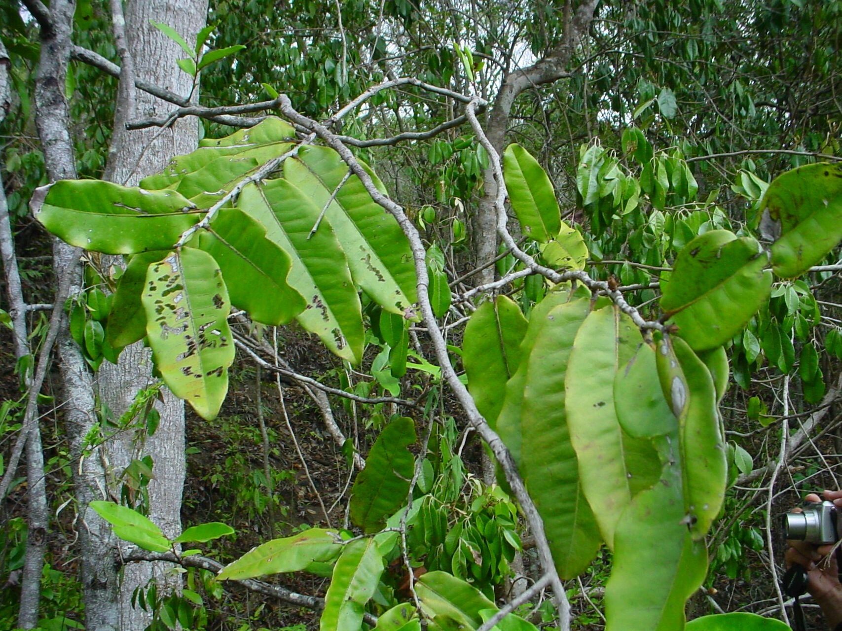 Diospyros veillonii — houseplant care guide