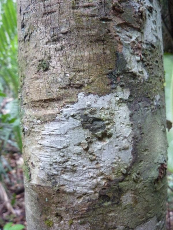 Eugenia cupulata bark