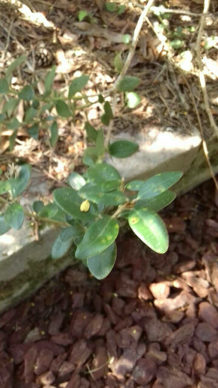 Olearia haastii leaf