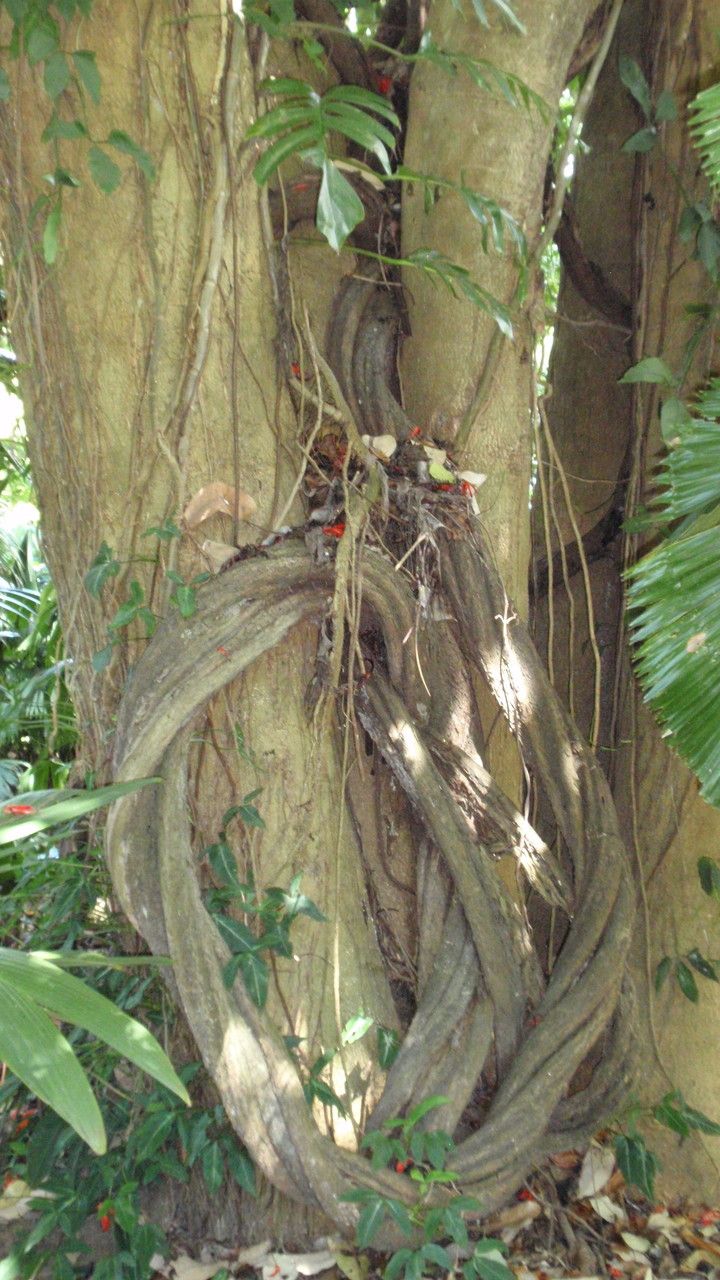 Mucuna novo-guineensis bark