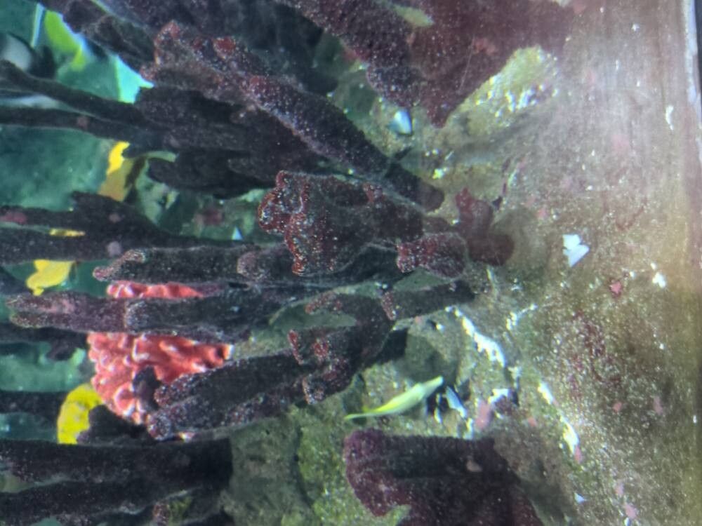 Halophila decipiens — search result for 'Hydrocharitaceae'