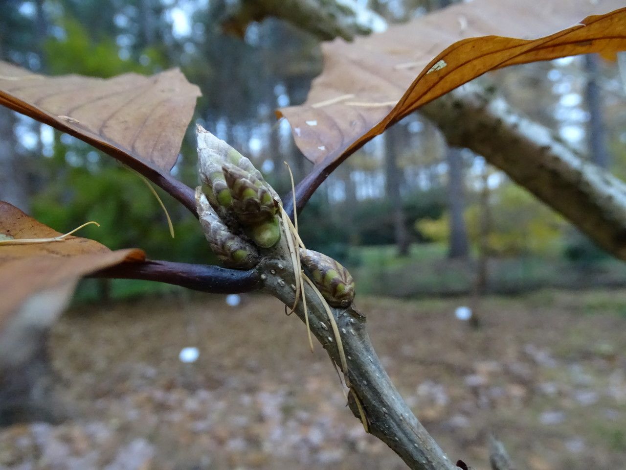 Quercus pontica leaf