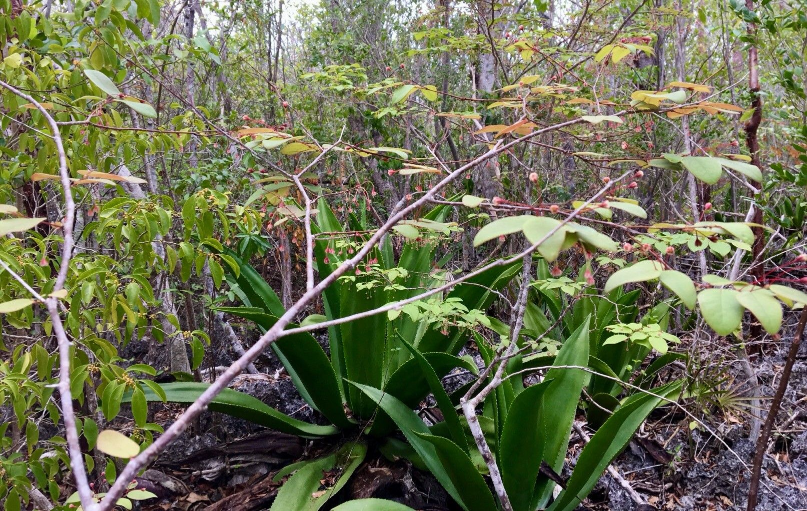 Phyllanthus caymanensis leaf