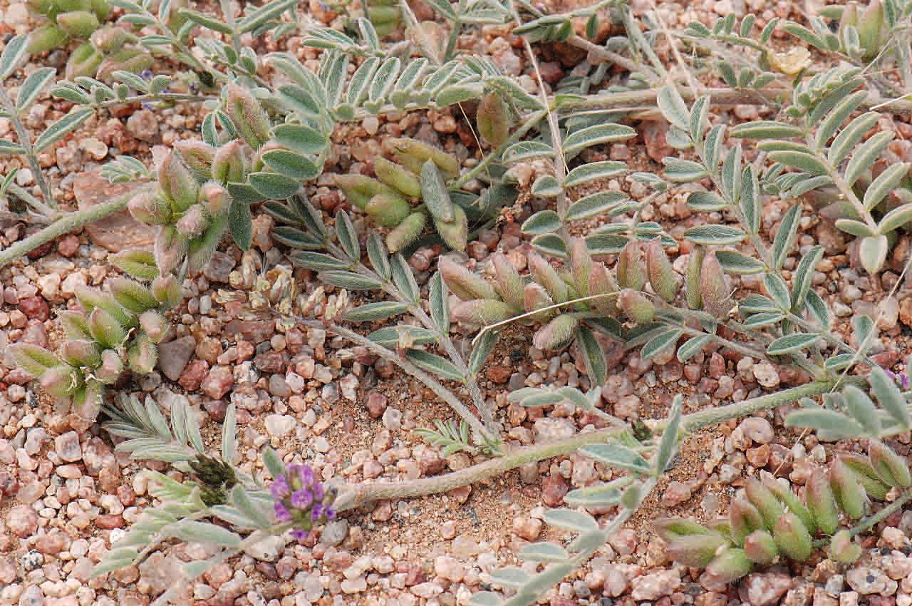 Astragalus vogelii flower