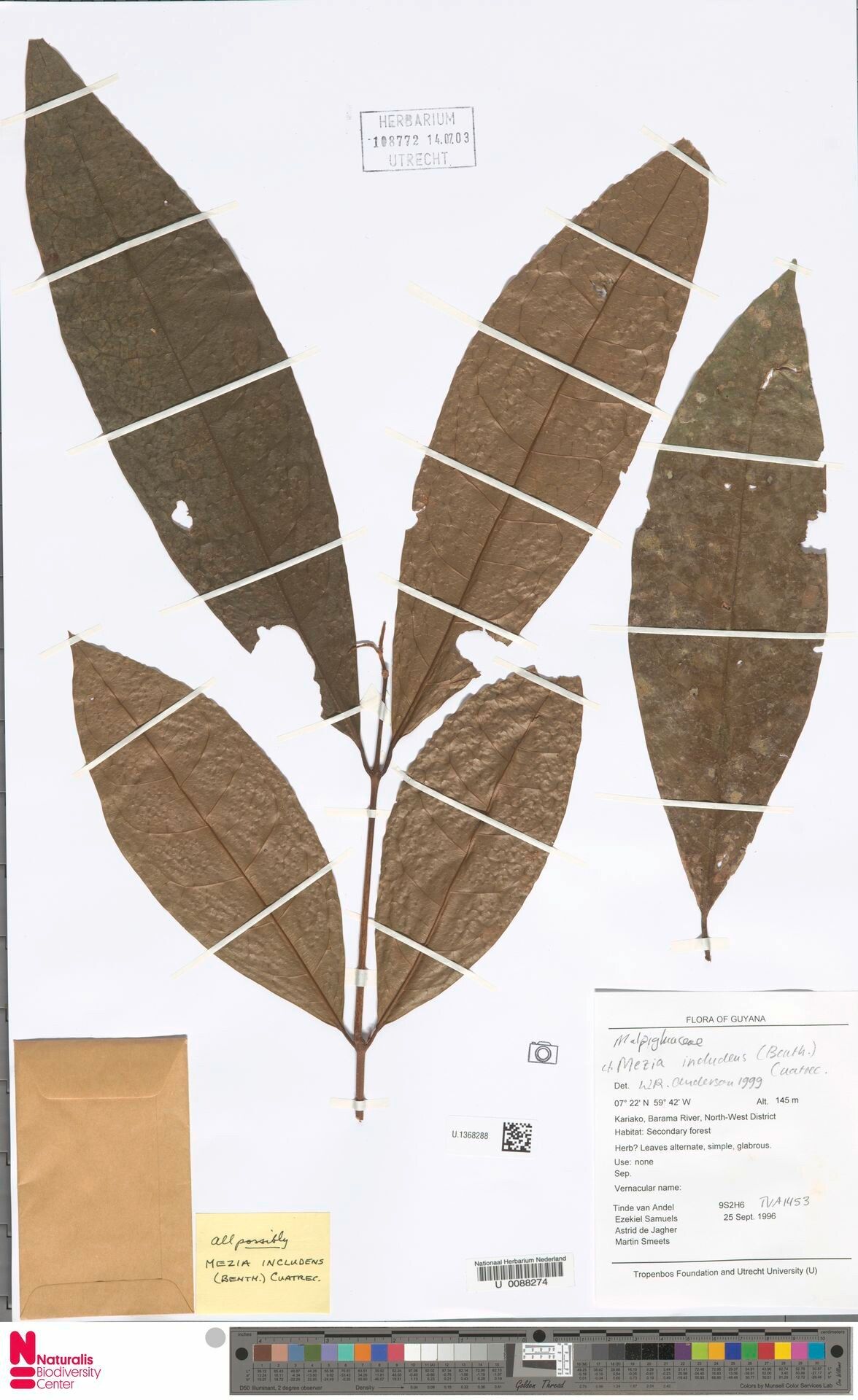 Mezia includens leaf