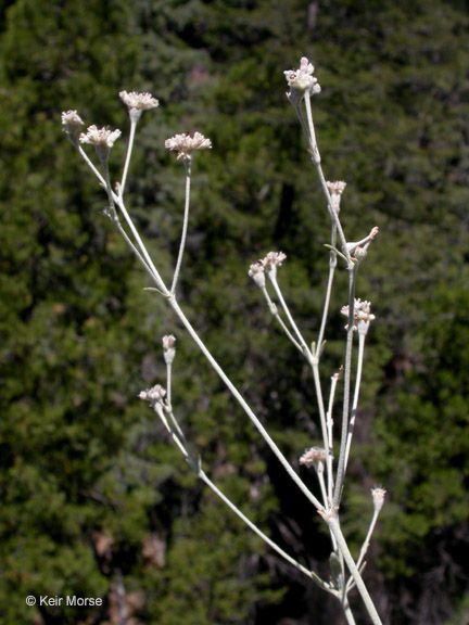 Eriogonum pendulum habit