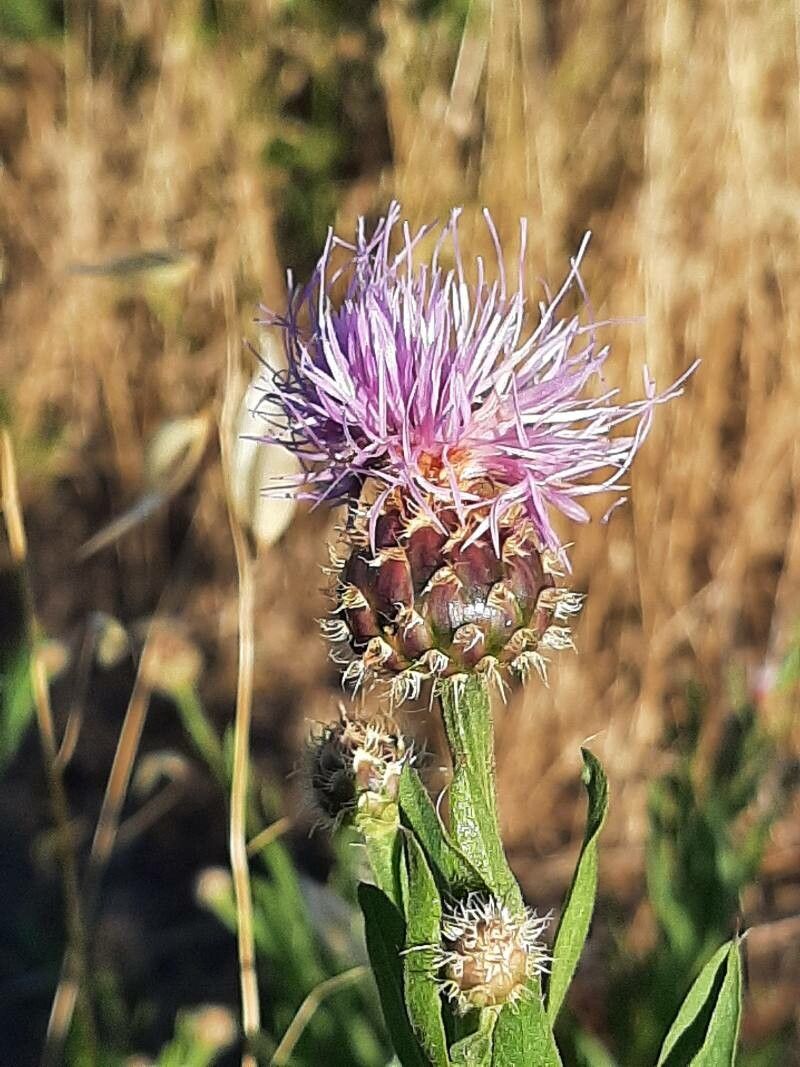 Cheirolophus uliginosus flower