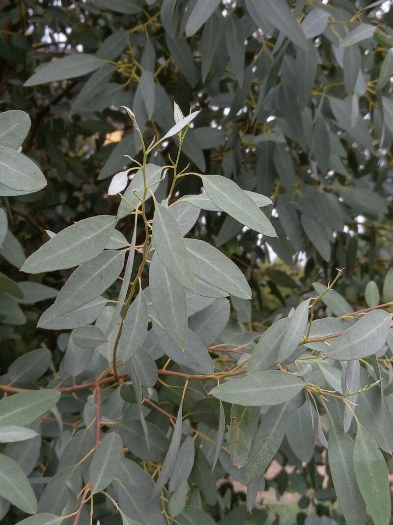 Eucalyptus archeri leaf