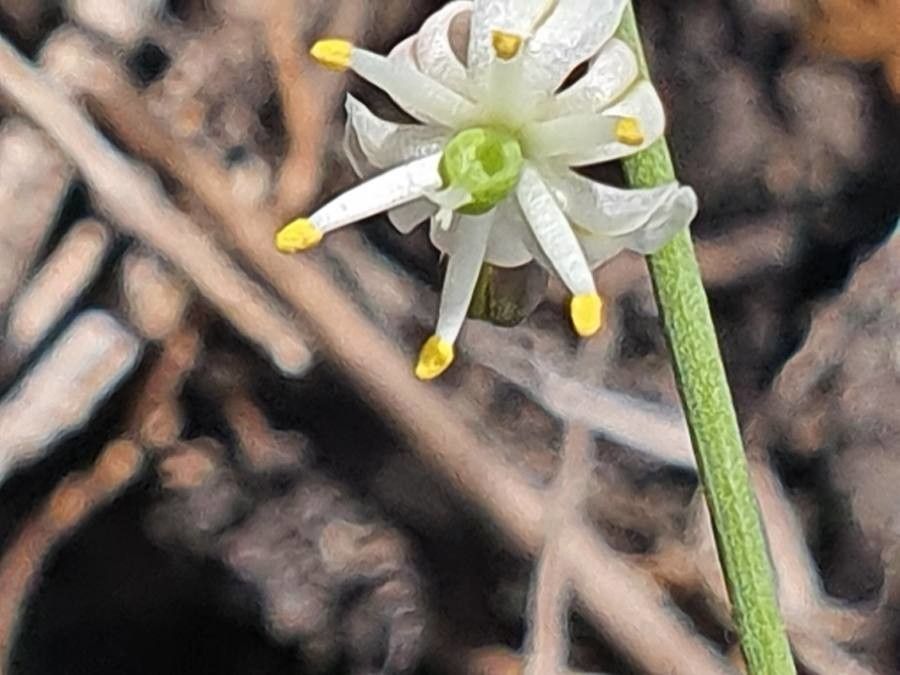 Asparagus africanus flower