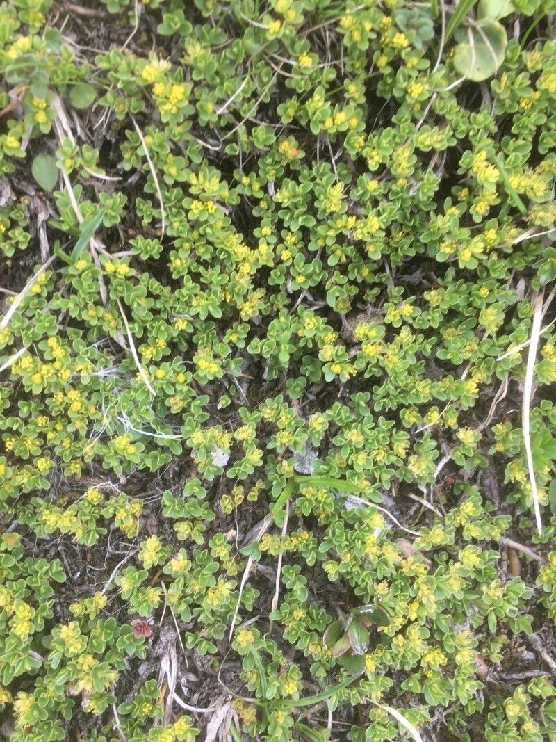 Salix serpyllifolia flower