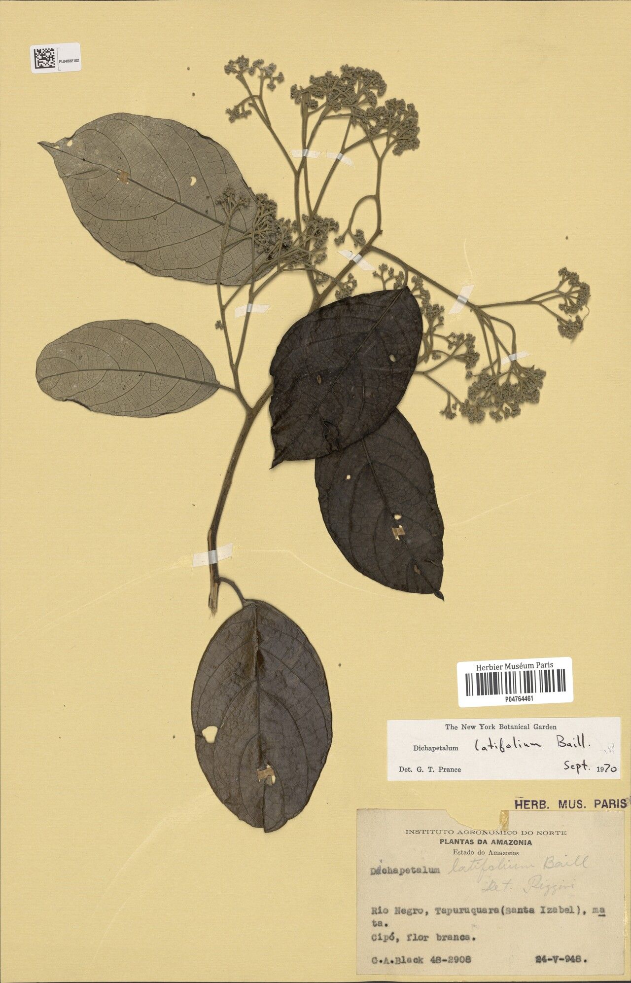 Dichapetalum latifolium — houseplant care guide