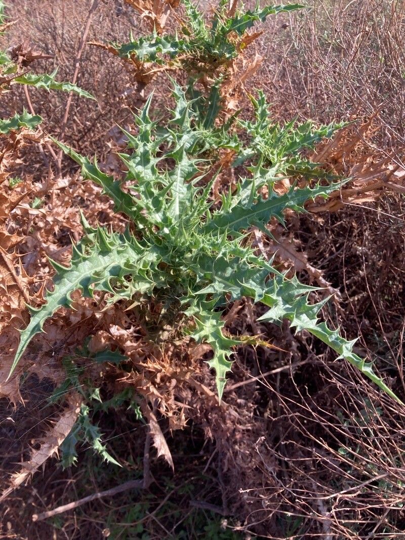 Carthamus arborescens leaf