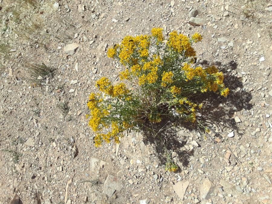 Gutierrezia sarothrae flower